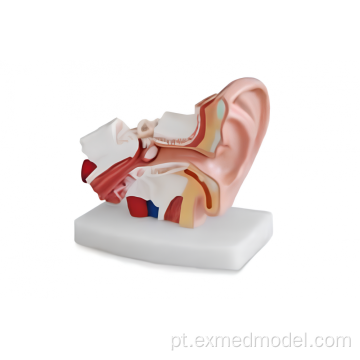 Modelo de anatomia da orelha humana